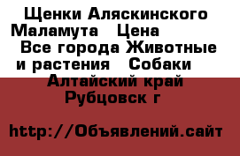 Щенки Аляскинского Маламута › Цена ­ 10 000 - Все города Животные и растения » Собаки   . Алтайский край,Рубцовск г.